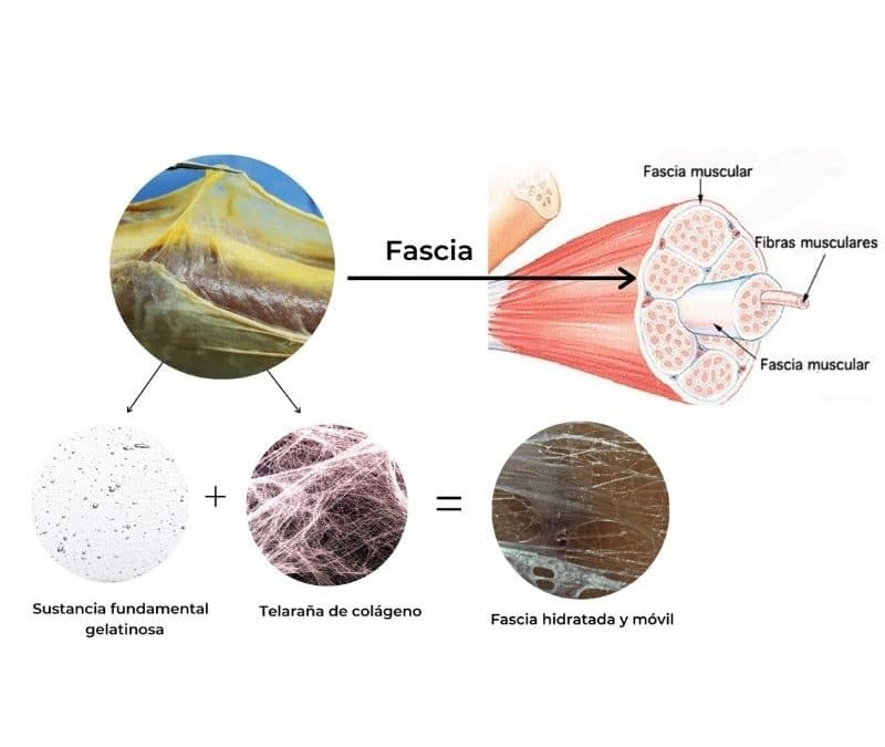 Masaje Miofascial: la solución al dolor posterior a un entrenamiento duro. Por Andrea Plancarte.